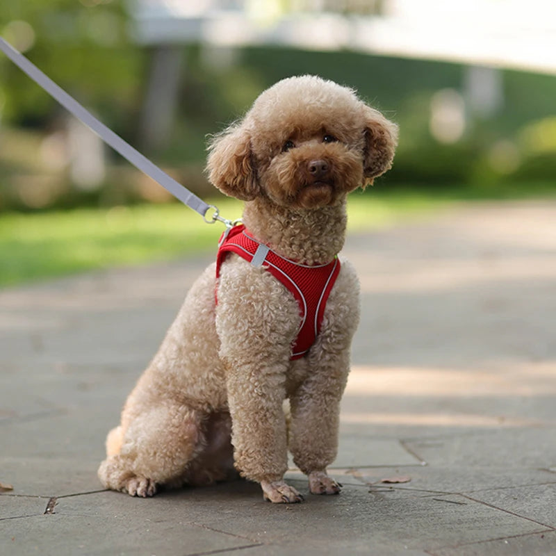 small dogs harness