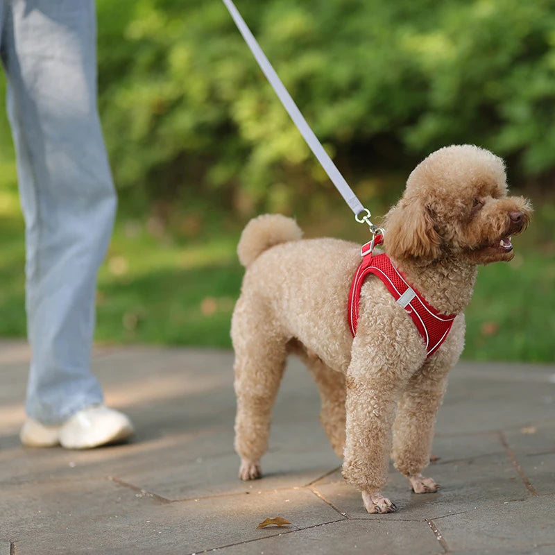 small dogs harness