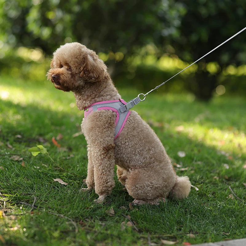 small dogs harness