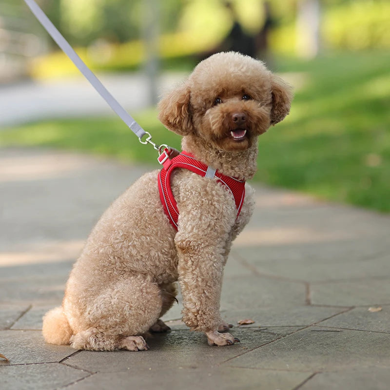 small dogs harness