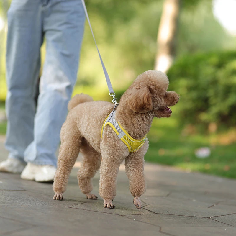 small dogs harness