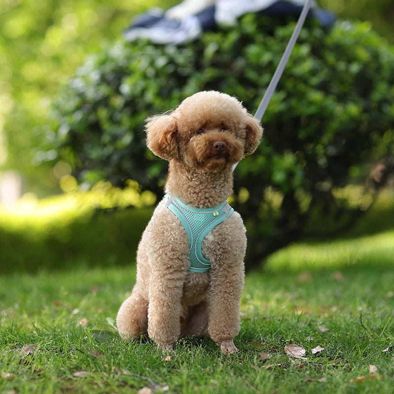 small dogs harness
