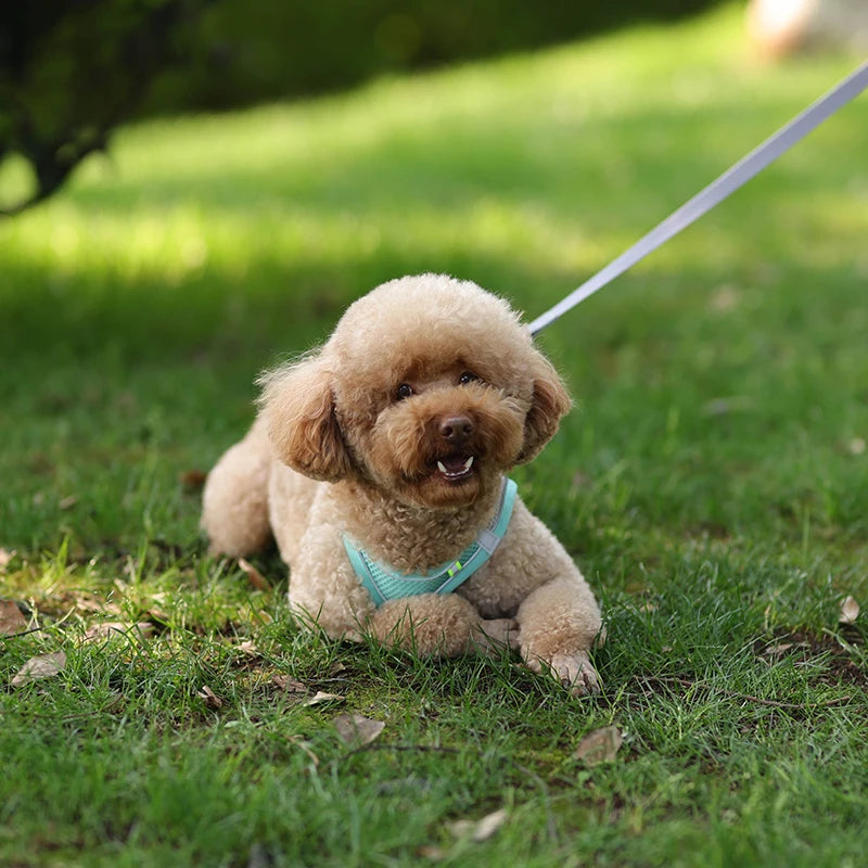 small dogs harness