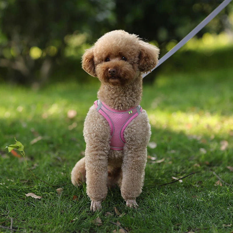 small dogs harness